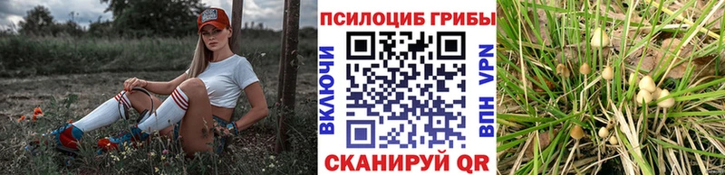 МЕГА tor  Северобайкальск  Псилоцибиновые грибы Psilocybine cubensis 